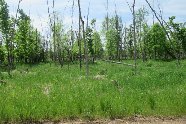 Lot 10070, a 40-acre, forested marshland property in Horton Township, Ogemaw County. A grassy area ringed by young trees, blue sky.